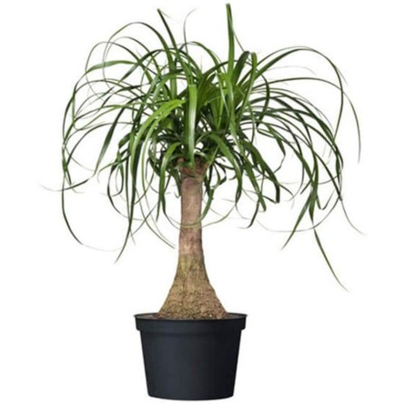 Ponytail Palm